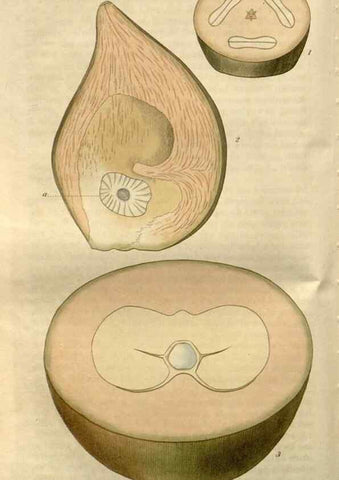 Reproducción/Reproduction 8611121984: Curtis's botanical magazine.. London ;New York [etc.] :Academic Press [etc.]