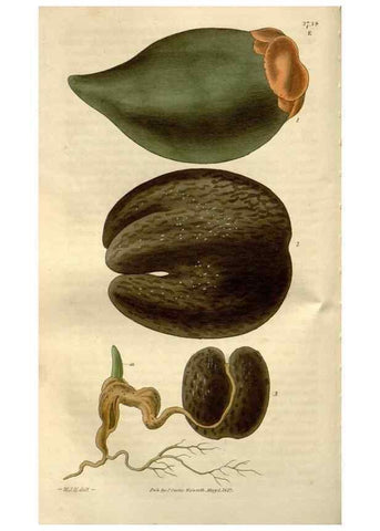 Reproducción/Reproduction 8611128792: Curtis's botanical magazine.. London ;New York [etc.] :Academic Press [etc.]