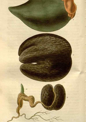 Reproducción/Reproduction 8611128792: Curtis's botanical magazine.. London ;New York [etc.] :Academic Press [etc.]