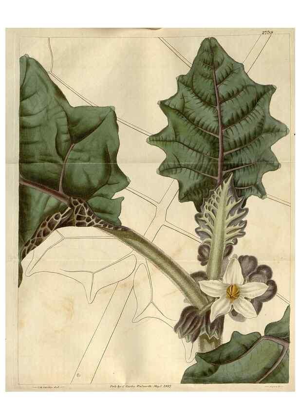Reproducción/Reproduction 8610026331: Curtis's botanical magazine.. London ;New York [etc.] :Academic Press [etc.]