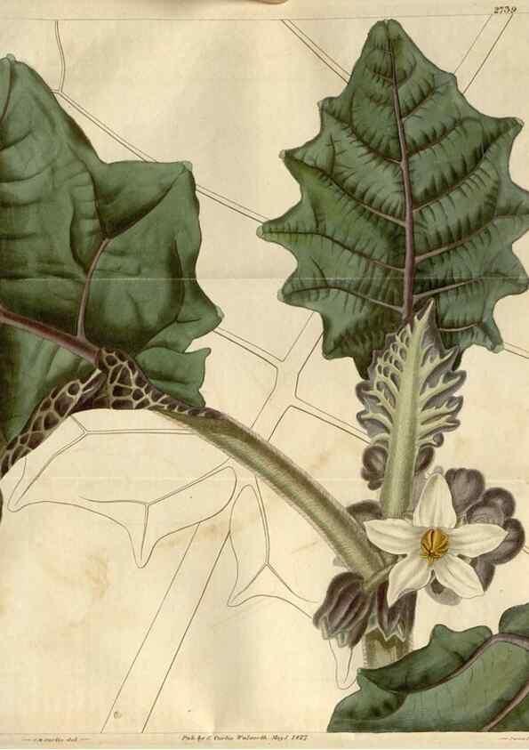 Reproducción/Reproduction 8610026331: Curtis's botanical magazine.. London ;New York [etc.] :Academic Press [etc.]