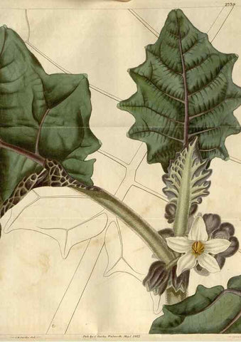 Reproducción/Reproduction 8610026331: Curtis's botanical magazine.. London ;New York [etc.] :Academic Press [etc.]