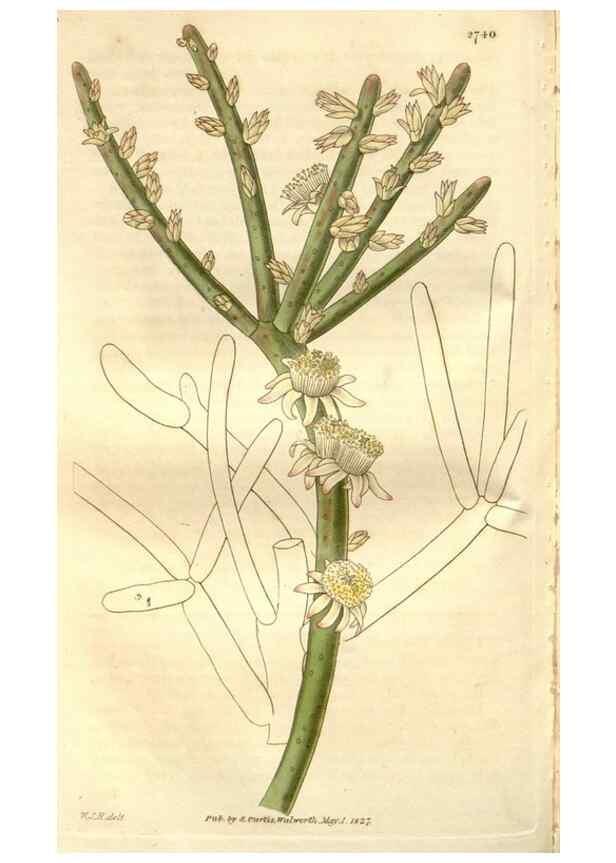 Reproducción/Reproduction 8611133380: Curtis's botanical magazine.. London ;New York [etc.] :Academic Press [etc.]