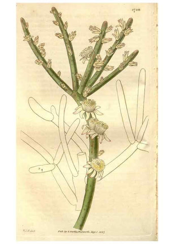 Reproducción/Reproduction 8611133380: Curtis's botanical magazine.. London ;New York [etc.] :Academic Press [etc.]