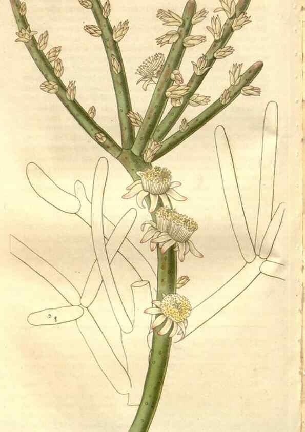 Reproducción/Reproduction 8611133380: Curtis's botanical magazine.. London ;New York [etc.] :Academic Press [etc.]