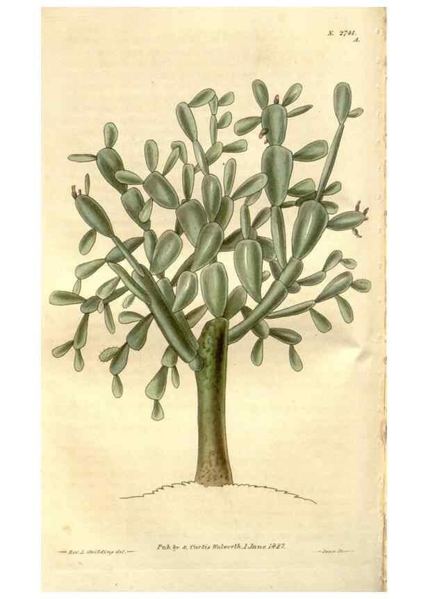Reproducción/Reproduction 8611134606: Curtis's botanical magazine.. London ;New York [etc.] :Academic Press [etc.]