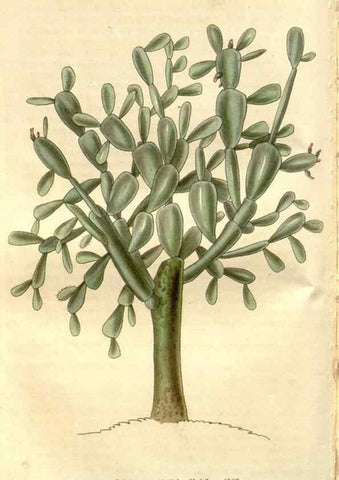 Reproducción/Reproduction 8611134606: Curtis's botanical magazine.. London ;New York [etc.] :Academic Press [etc.]