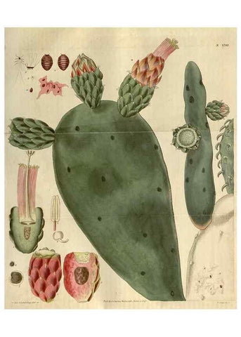 Reproducción/Reproduction 8610029551: Curtis's botanical magazine.. London ;New York [etc.] :Academic Press [etc.]