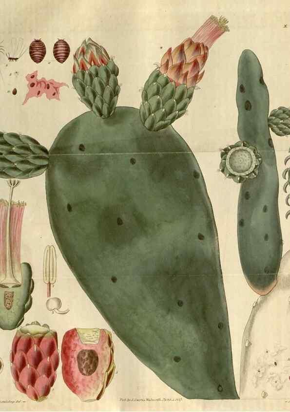 Reproducción/Reproduction 8610029551: Curtis's botanical magazine.. London ;New York [etc.] :Academic Press [etc.]