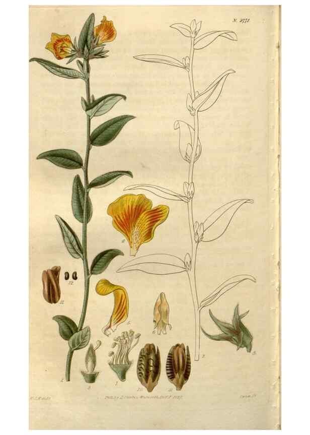 Reproducción/Reproduction 8610066381: Curtis's botanical magazine.. London ;New York [etc.] :Academic Press [etc.]