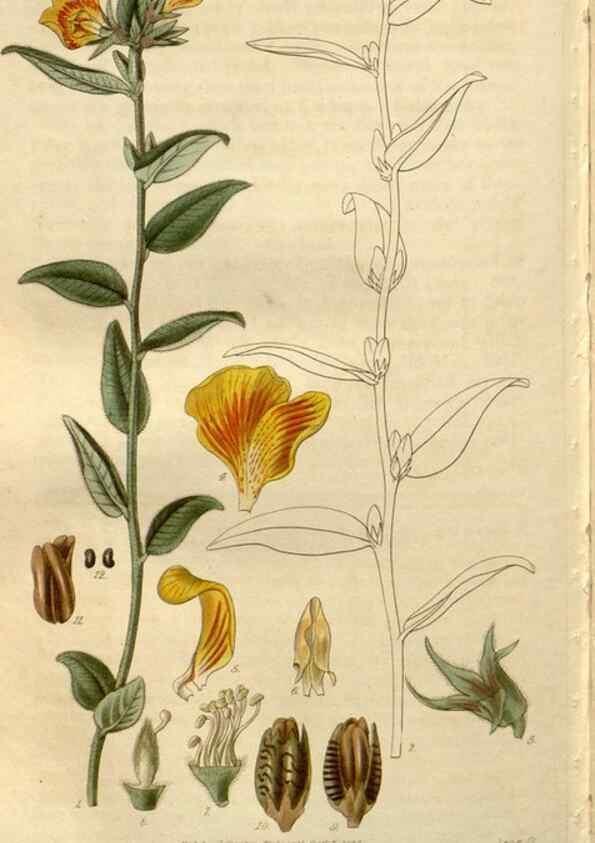 Reproducción/Reproduction 8610066381: Curtis's botanical magazine.. London ;New York [etc.] :Academic Press [etc.]