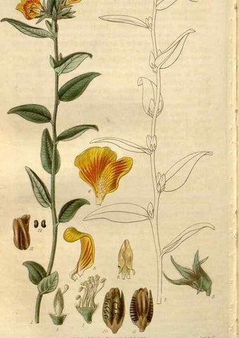 Reproducción/Reproduction 8610066381: Curtis's botanical magazine.. London ;New York [etc.] :Academic Press [etc.]