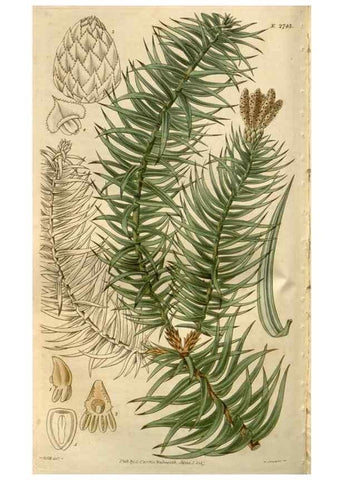 Reproducción/Reproduction 8610030961: Curtis's botanical magazine.. London ;New York [etc.] :Academic Press [etc.]