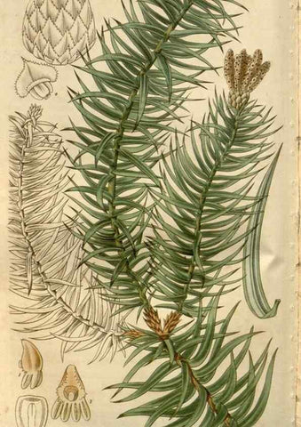 Reproducción/Reproduction 8610030961: Curtis's botanical magazine.. London ;New York [etc.] :Academic Press [etc.]