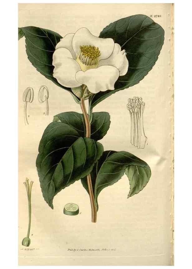 Reproducción/Reproduction 8610033481: Curtis's botanical magazine.. London ;New York [etc.] :Academic Press [etc.]