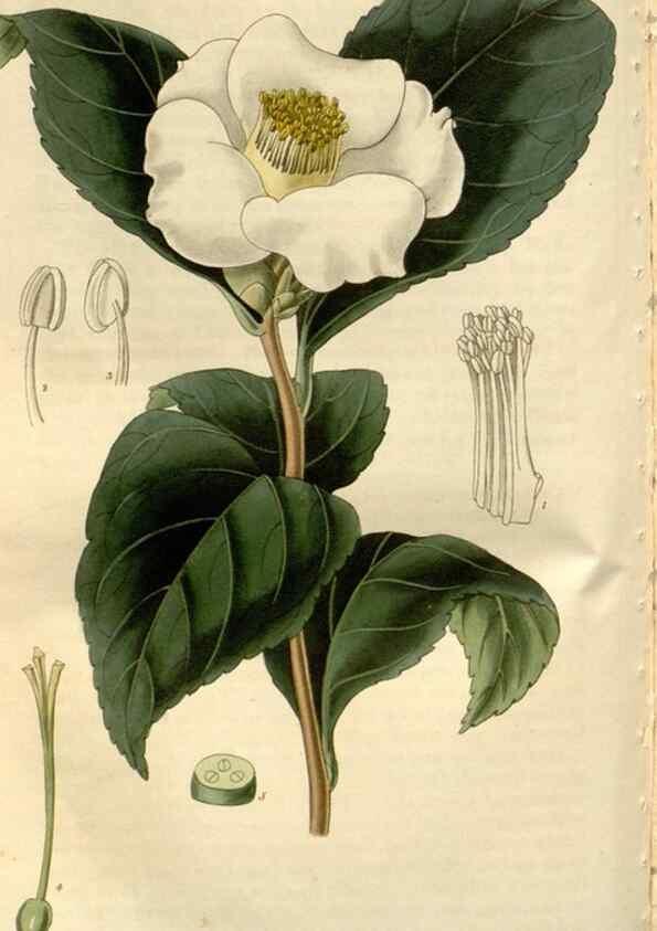 Reproducción/Reproduction 8610033481: Curtis's botanical magazine.. London ;New York [etc.] :Academic Press [etc.]