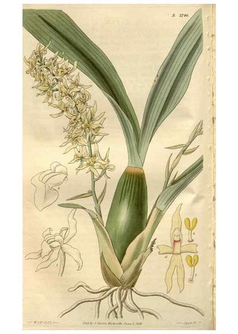Reproducción/Reproduction 8611140868: Curtis's botanical magazine.. London ;New York [etc.] :Academic Press [etc.]