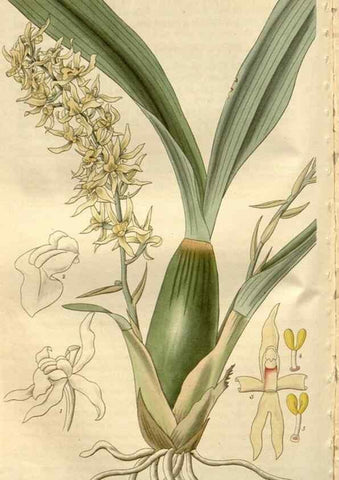 Reproducción/Reproduction 8611140868: Curtis's botanical magazine.. London ;New York [etc.] :Academic Press [etc.]