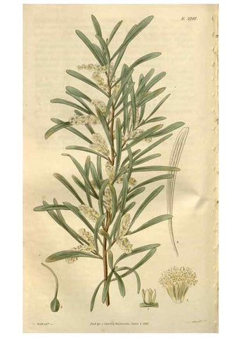 Reproducción/Reproduction 8610036097: Curtis's botanical magazine.. London ;New York [etc.] :Academic Press [etc.]