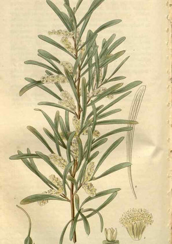 Reproducción/Reproduction 8610036097: Curtis's botanical magazine.. London ;New York [etc.] :Academic Press [etc.]