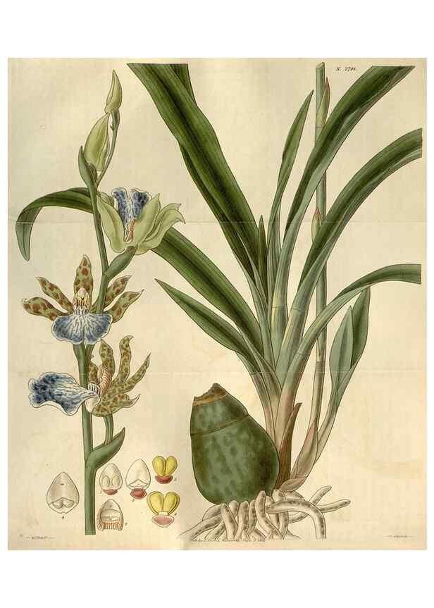 Reproducción/Reproduction 8611142860: Curtis's botanical magazine.. London ;New York [etc.] :Academic Press [etc.]
