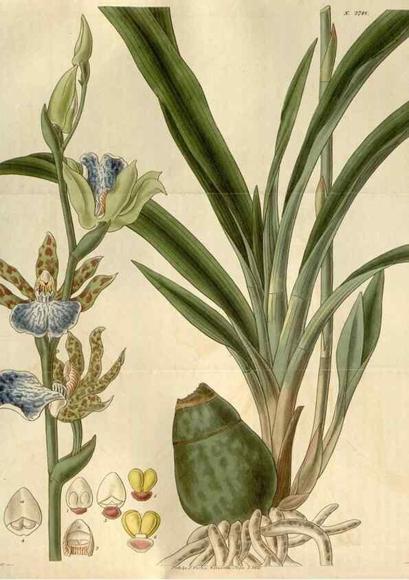Reproducción/Reproduction 8611142860: Curtis's botanical magazine.. London ;New York [etc.] :Academic Press [etc.]