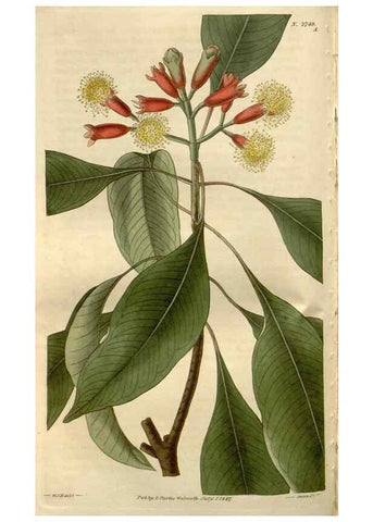 Reproducción/Reproduction 8611143890: Curtis's botanical magazine.. London ;New York [etc.] :Academic Press [etc.]