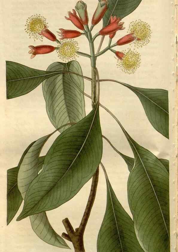 Reproducción/Reproduction 8611143890: Curtis's botanical magazine.. London ;New York [etc.] :Academic Press [etc.]