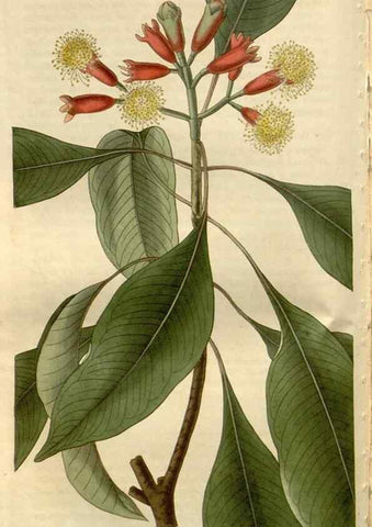 Reproducción/Reproduction 8611143890: Curtis's botanical magazine.. London ;New York [etc.] :Academic Press [etc.]