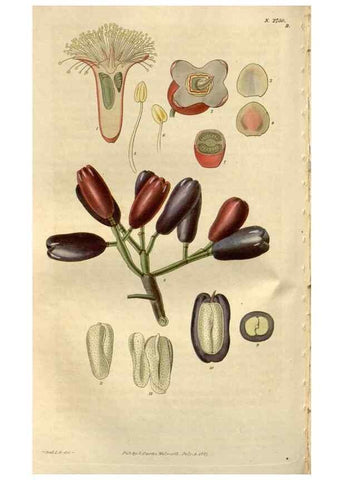 Reproducción/Reproduction 8610039221: Curtis's botanical magazine.. London ;New York [etc.] :Academic Press [etc.]