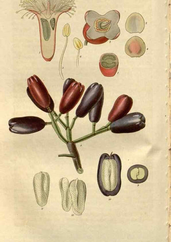 Reproducción/Reproduction 8610039221: Curtis's botanical magazine.. London ;New York [etc.] :Academic Press [etc.]