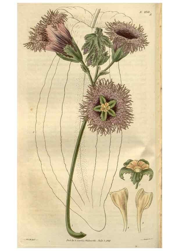 Reproducción/Reproduction 8611146034: Curtis's botanical magazine.. London ;New York [etc.] :Academic Press [etc.]