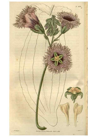 Reproducción/Reproduction 8611146034: Curtis's botanical magazine.. London ;New York [etc.] :Academic Press [etc.]