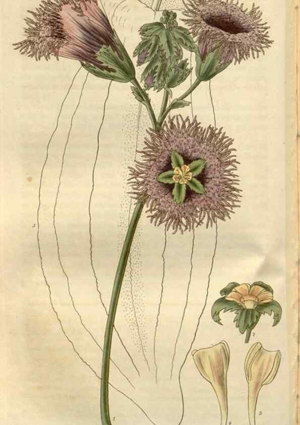 Reproducción/Reproduction 8611146034: Curtis's botanical magazine.. London ;New York [etc.] :Academic Press [etc.]