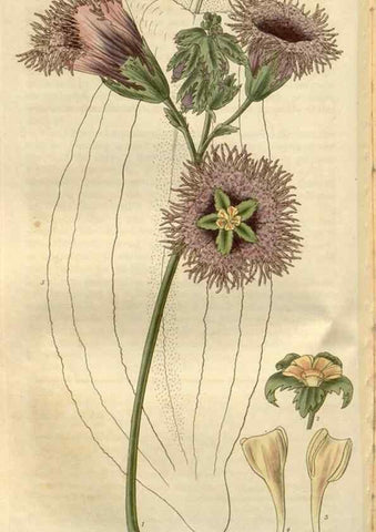 Reproducción/Reproduction 8611146034: Curtis's botanical magazine.. London ;New York [etc.] :Academic Press [etc.]