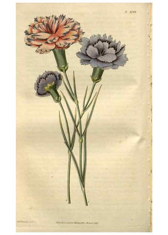 Reproducción/Reproduction 8610032385: Curtis's botanical magazine.. London ;New York [etc.] :Academic Press [etc.]
