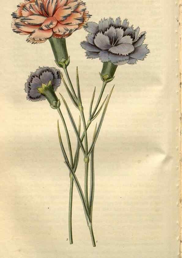 Reproducción/Reproduction 8610032385: Curtis's botanical magazine.. London ;New York [etc.] :Academic Press [etc.]