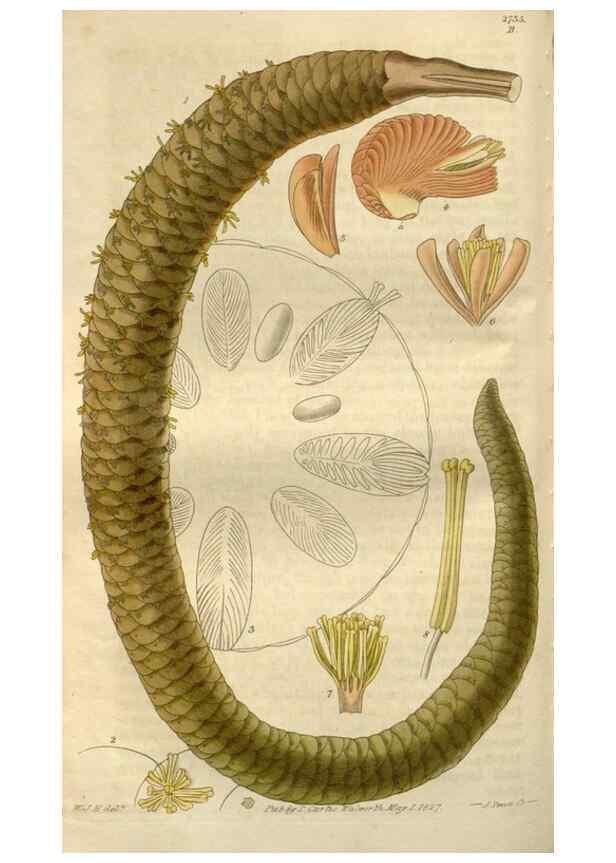 Reproducción/Reproduction 8611118914: Curtis's botanical magazine.. London ;New York [etc.] :Academic Press [etc.]