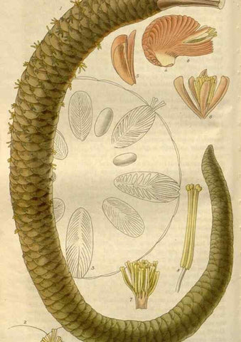 Reproducción/Reproduction 8611118914: Curtis's botanical magazine.. London ;New York [etc.] :Academic Press [etc.]
