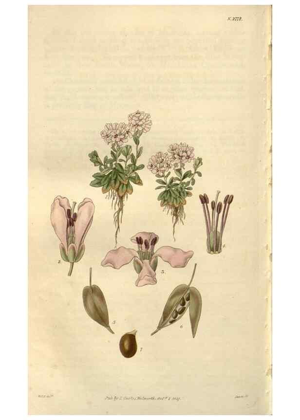 Reproducción/Reproduction 8611173066: Curtis's botanical magazine.. London ;New York [etc.] :Academic Press [etc.]
