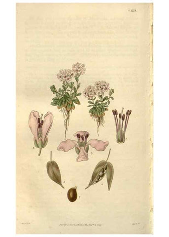 Reproducción/Reproduction 8611173066: Curtis's botanical magazine.. London ;New York [etc.] :Academic Press [etc.]