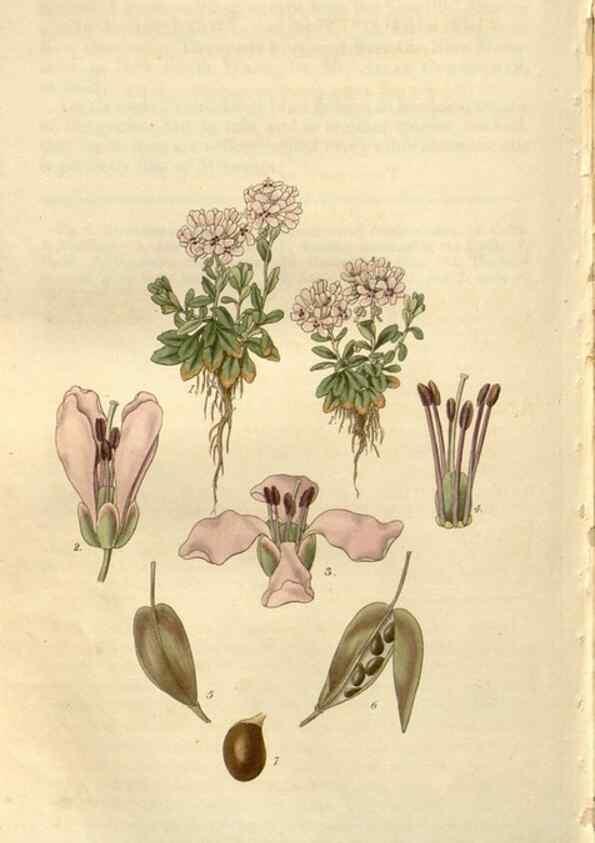 Reproducción/Reproduction 8611173066: Curtis's botanical magazine.. London ;New York [etc.] :Academic Press [etc.]