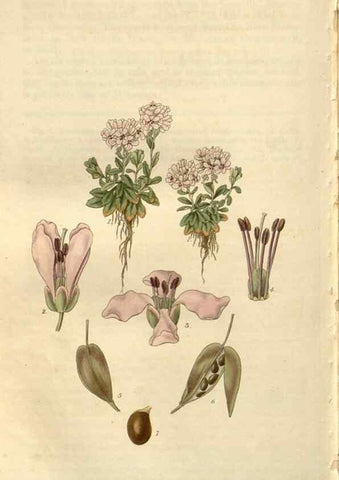 Reproducción/Reproduction 8611173066: Curtis's botanical magazine.. London ;New York [etc.] :Academic Press [etc.]