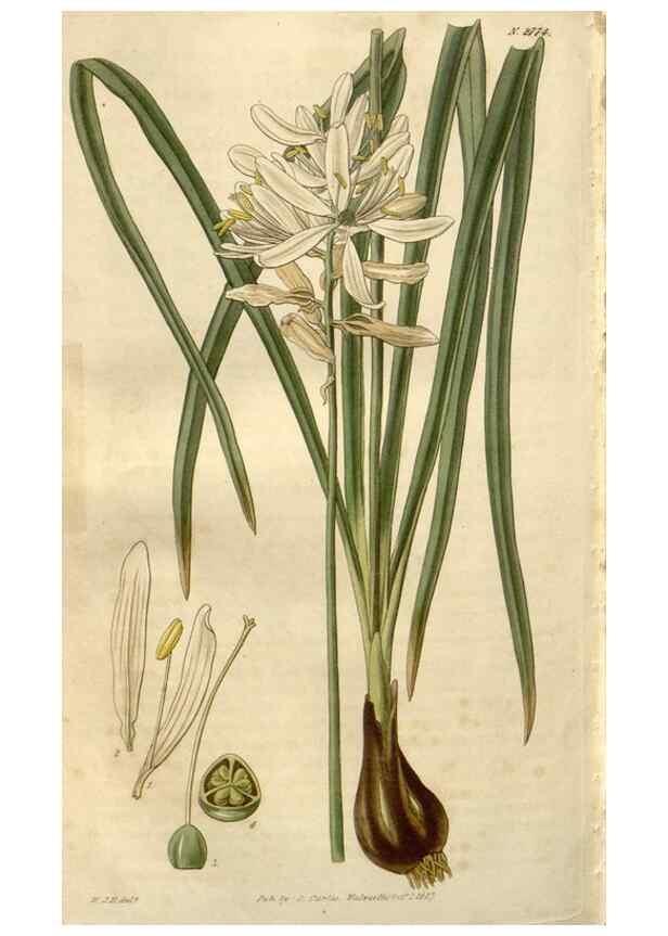 Reproducción/Reproduction 8611175240: Curtis's botanical magazine.. London ;New York [etc.] :Academic Press [etc.]