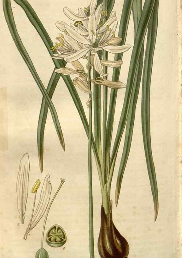 Reproducción/Reproduction 8611175240: Curtis's botanical magazine.. London ;New York [etc.] :Academic Press [etc.]