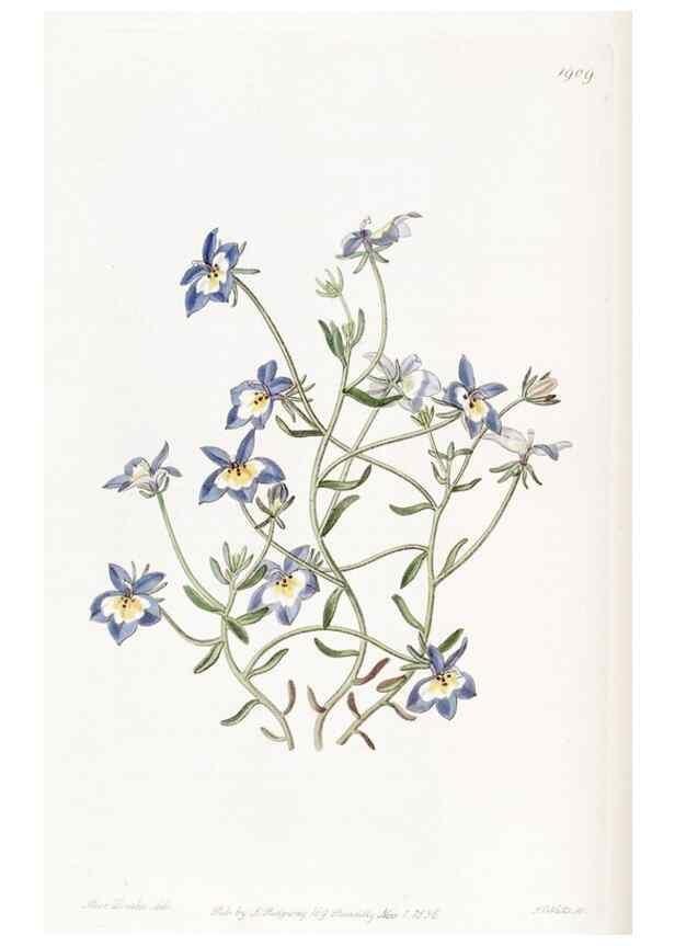 Reproducción/Reproduction 8615825893: Edwards's botanical register.. London :James Ridgway,1829-1847.