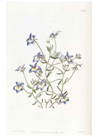 Reproducción/Reproduction 8615825893: Edwards's botanical register.. London :James Ridgway,1829-1847.