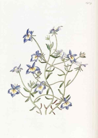 Reproducción/Reproduction 8615825893: Edwards's botanical register.. London :James Ridgway,1829-1847.