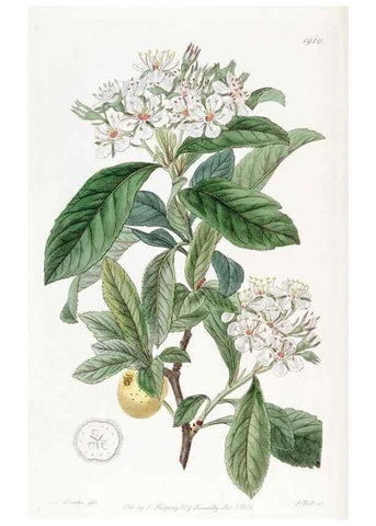 Reproducción/Reproduction 8616930462: Edwards's botanical register.. London :James Ridgway,1829-1847.
