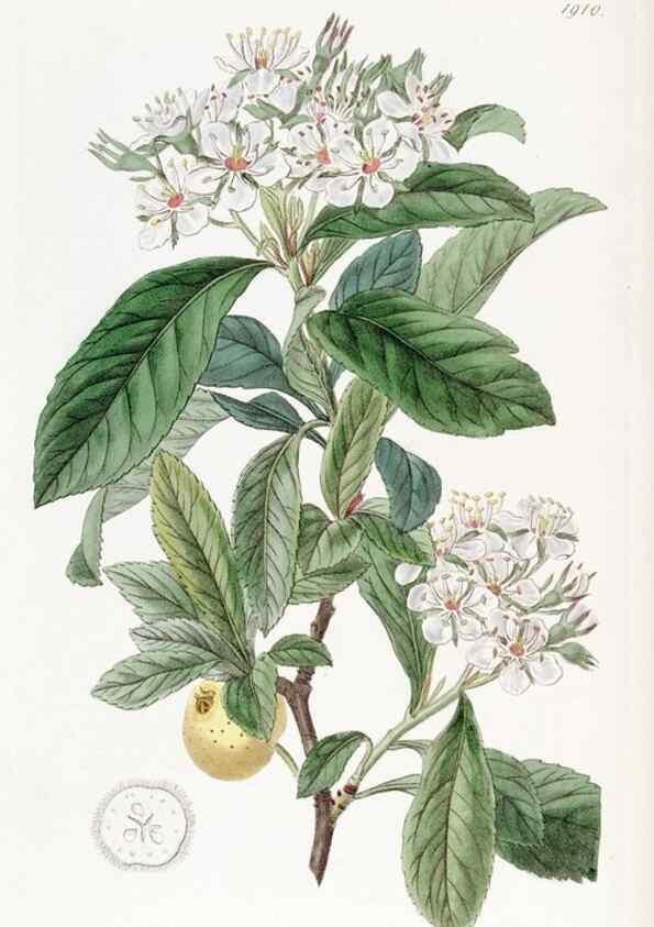 Reproducción/Reproduction 8616930462: Edwards's botanical register.. London :James Ridgway,1829-1847.